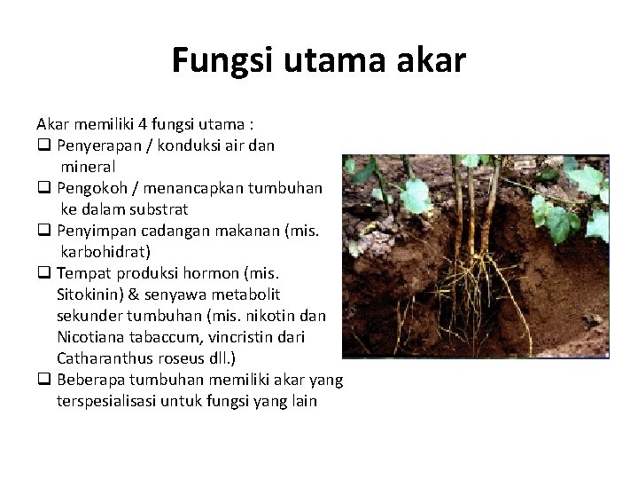 Fungsi utama akar Akar memiliki 4 fungsi utama : q Penyerapan / konduksi air