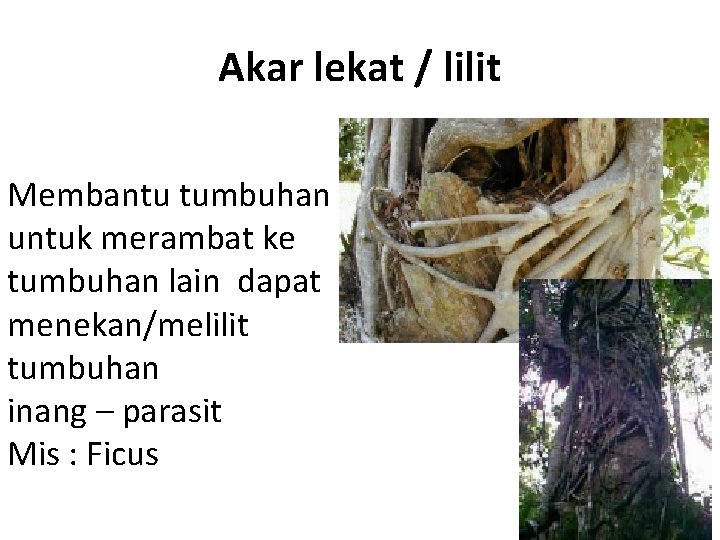 Akar lekat / lilit Membantu tumbuhan untuk merambat ke tumbuhan lain dapat menekan/melilit tumbuhan