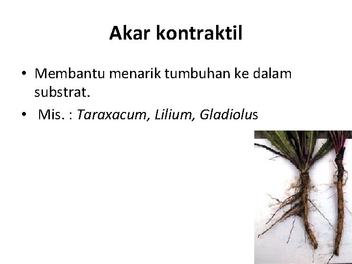 Akar kontraktil • Membantu menarik tumbuhan ke dalam substrat. • Mis. : Taraxacum, Lilium,