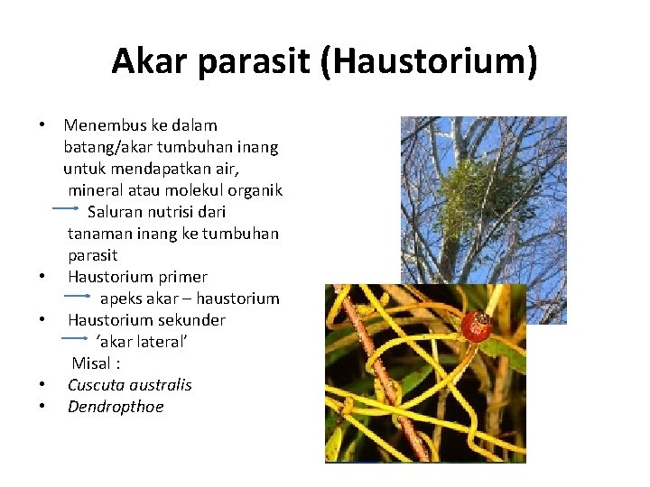 Akar parasit (Haustorium) • Menembus ke dalam batang/akar tumbuhan inang untuk mendapatkan air, mineral