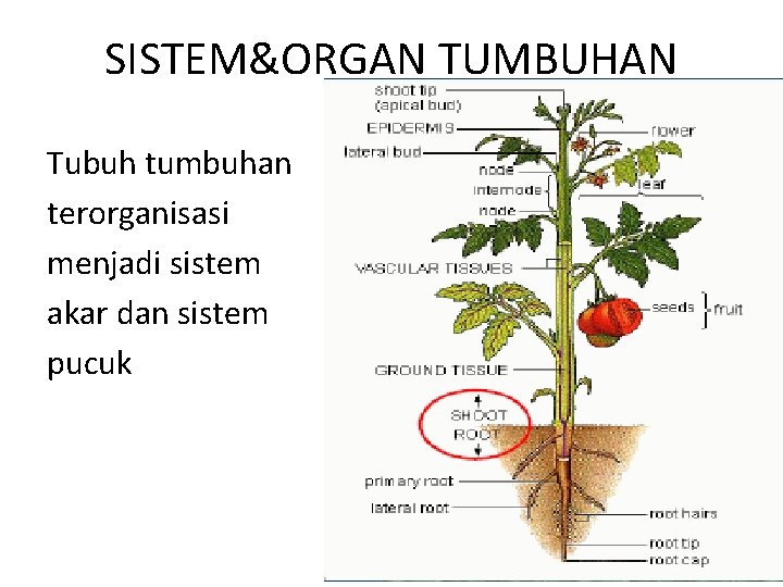 SISTEM&ORGAN TUMBUHAN Tubuh tumbuhan terorganisasi menjadi sistem akar dan sistem pucuk 