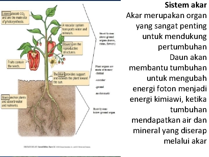 Sistem akar Akar merupakan organ yang sangat penting untuk mendukung pertumbuhan Daun akan membantu