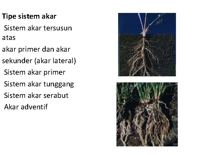 Tipe sistem akar Sistem akar tersusun atas akar primer dan akar sekunder (akar lateral)