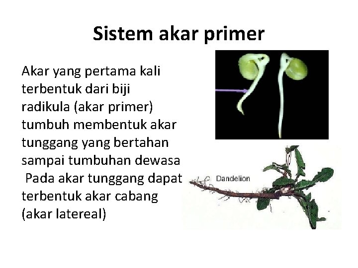 Sistem akar primer Akar yang pertama kali terbentuk dari biji radikula (akar primer) tumbuh