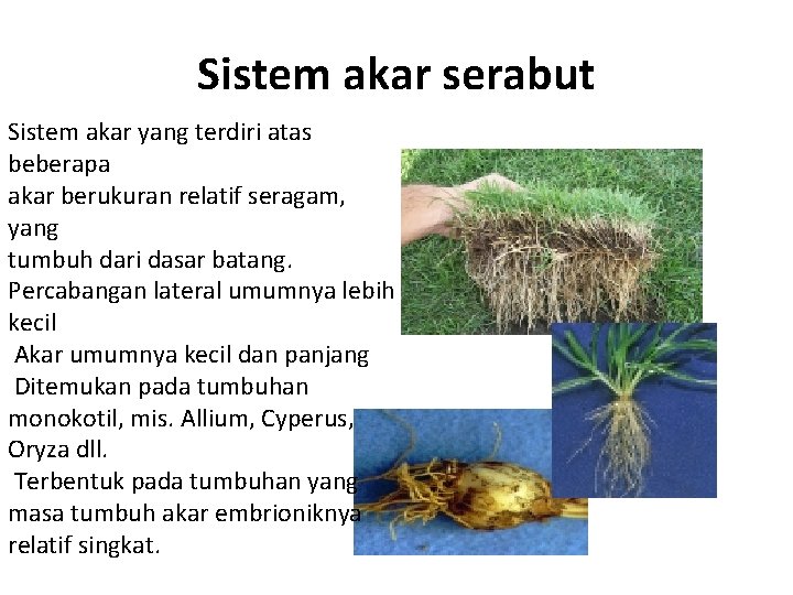 Sistem akar serabut Sistem akar yang terdiri atas beberapa akar berukuran relatif seragam, yang