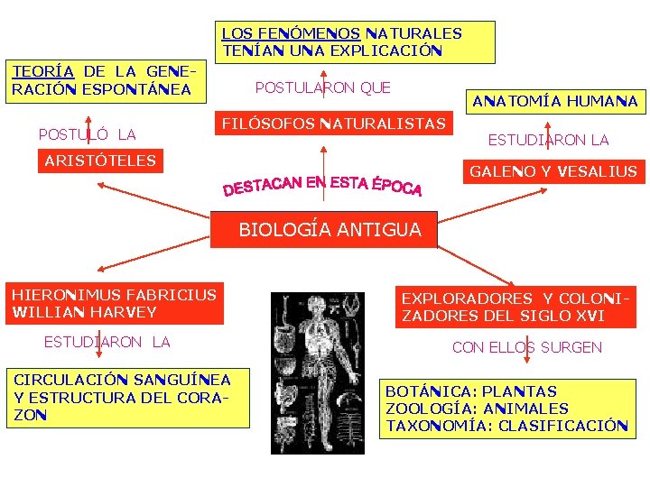 LOS FENÓMENOS NATURALES TENÍAN UNA EXPLICACIÓN TEORÍA DE LA GENERACIÓN ESPONTÁNEA POSTULÓ LA POSTULARON