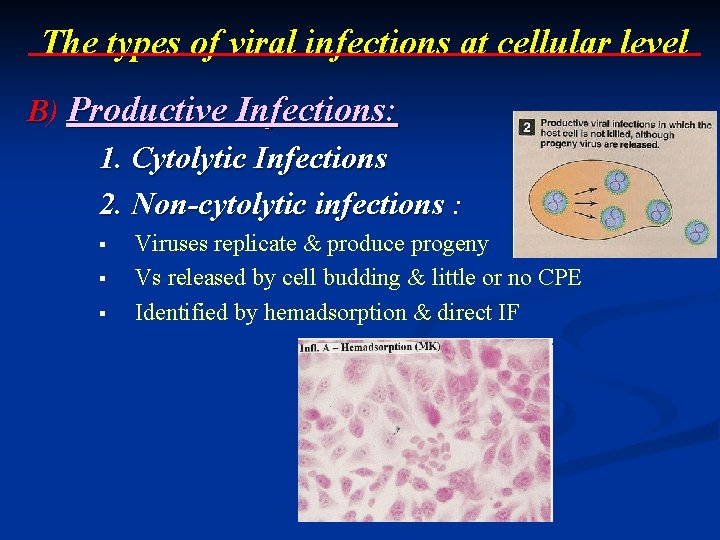 The types of viral infections at cellular level B) Productive Infections: 1. Cytolytic Infections The types of viral infections at cellular level B) Productive Infections: 1. Cytolytic Infections