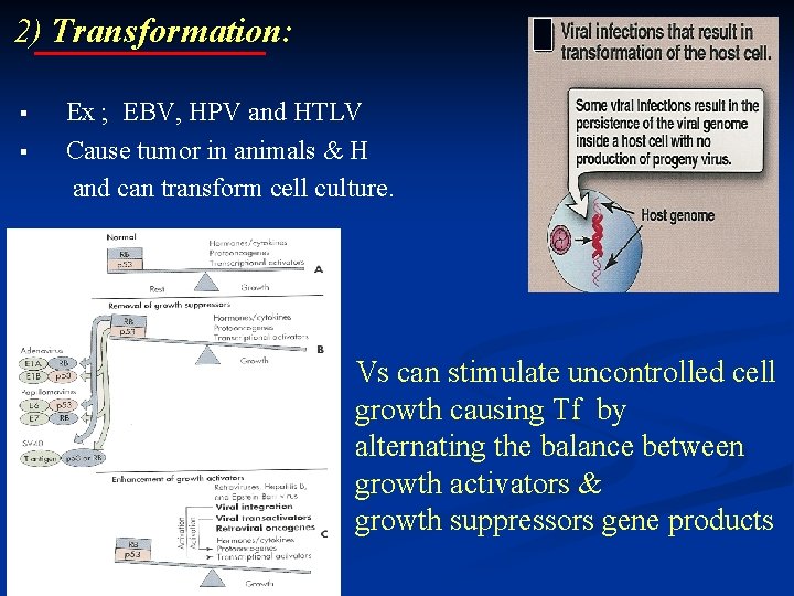 2) Transformation: Ex ; EBV, HPV and HTLV Cause tumor in animals & H 2) Transformation: Ex ; EBV, HPV and HTLV Cause tumor in animals & H