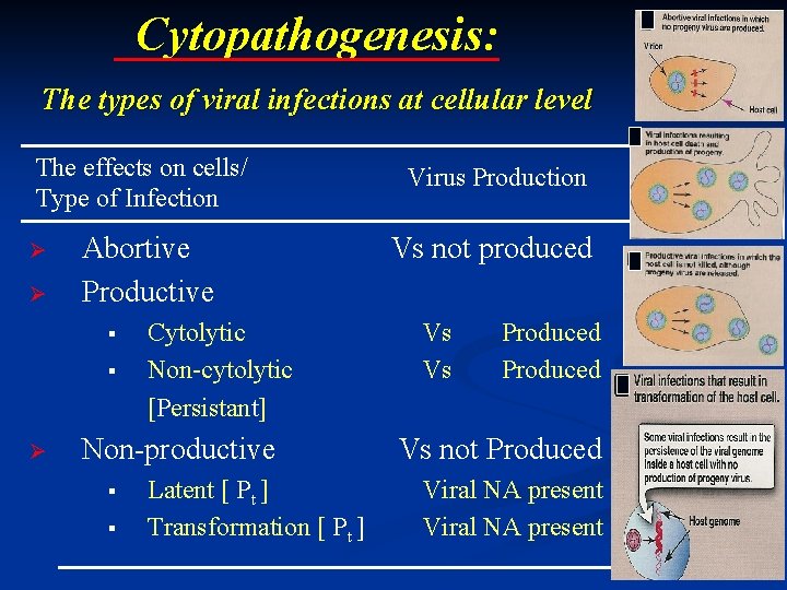 Cytopathogenesis: The types of viral infections at cellular level The effects on cells/ Type Cytopathogenesis: The types of viral infections at cellular level The effects on cells/ Type