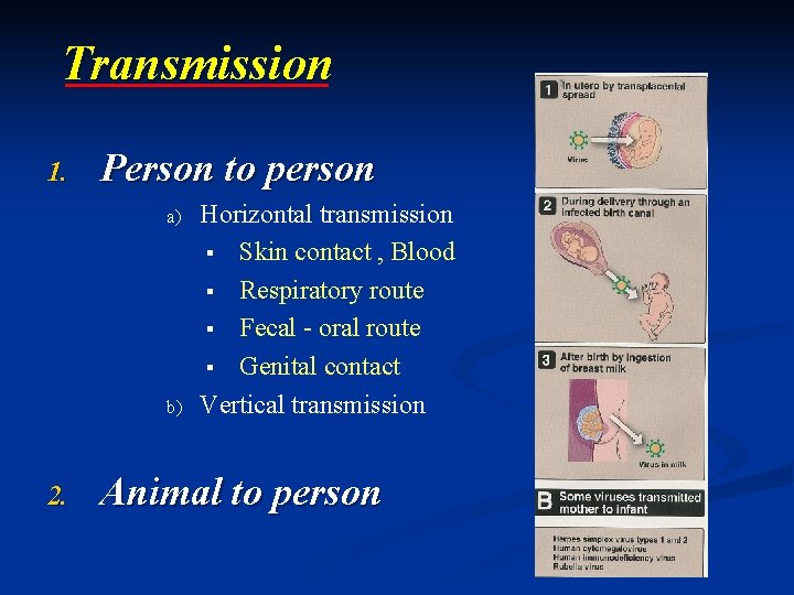Transmission 1. Person to person a) b) 2. Horizontal transmission Skin contact , Blood Transmission 1. Person to person a) b) 2. Horizontal transmission Skin contact , Blood