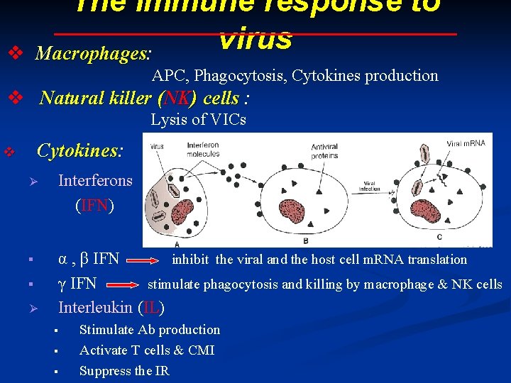 The immune response to virus Macrophages: v APC, Phagocytosis, Cytokines production v Natural killer The immune response to virus Macrophages: v APC, Phagocytosis, Cytokines production v Natural killer