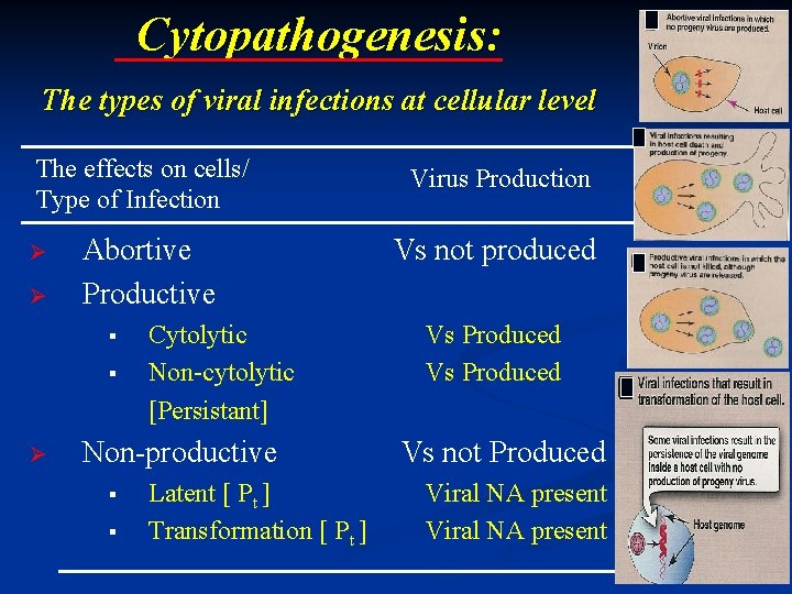 Cytopathogenesis: The types of viral infections at cellular level The effects on cells/ Type Cytopathogenesis: The types of viral infections at cellular level The effects on cells/ Type