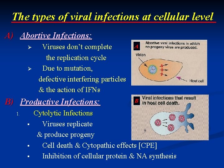 The types of viral infections at cellular level A) Abortive Infections: Ø Ø Viruses The types of viral infections at cellular level A) Abortive Infections: Ø Ø Viruses