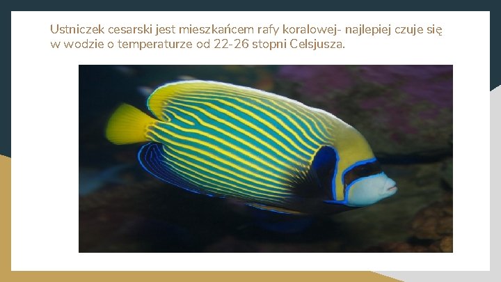 Ustniczek cesarski jest mieszkańcem rafy koralowej- najlepiej czuje się w wodzie o temperaturze od