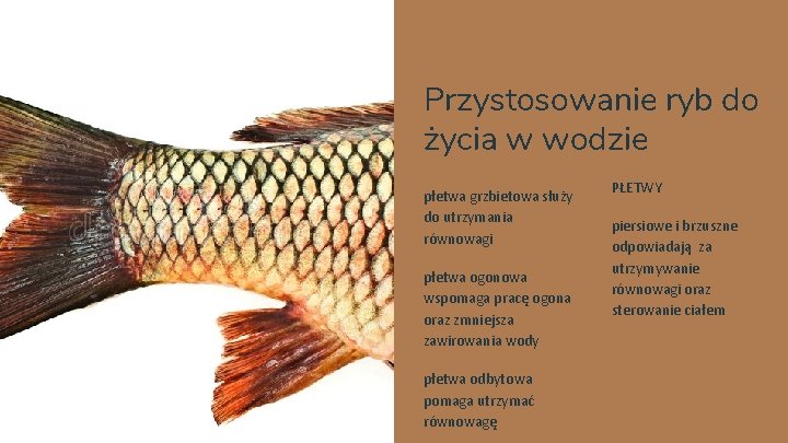 Przystosowanie ryb do życia w wodzie płetwa grzbietowa służy do utrzymania równowagi płetwa ogonowa