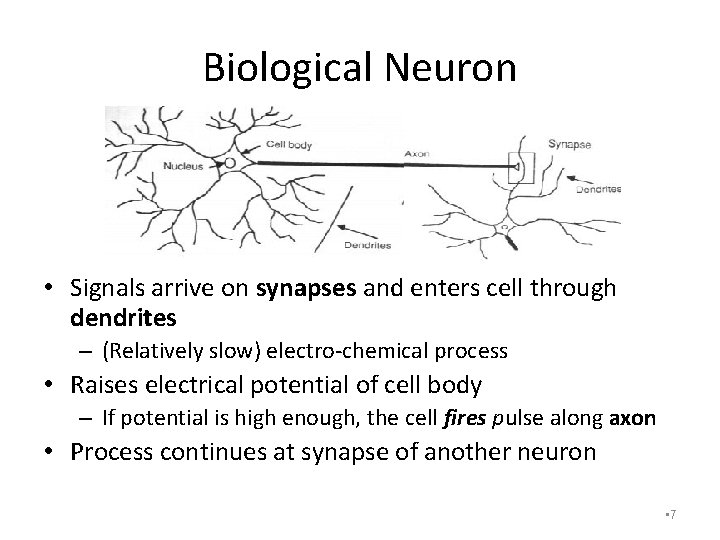 Biological Neuron • Signals arrive on synapses and enters cell through dendrites – (Relatively