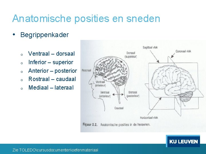 Anatomische posities en sneden • Begrippenkader o o o Ventraal – dorsaal Inferior –