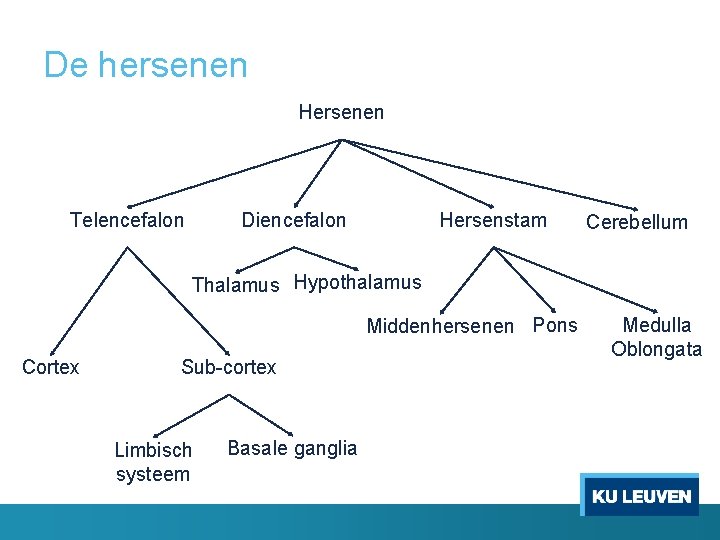 De hersenen Hersenen Telencefalon Diencefalon Hersenstam Cerebellum Thalamus Hypothalamus Middenhersenen Pons Cortex Sub-cortex Limbisch