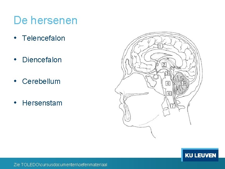 De hersenen • Telencefalon • Diencefalon • Cerebellum • Hersenstam Zie TOLEDOcursusdocumentenoefenmateriaal 