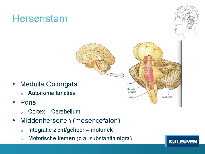 Hersenstam • Medulla Oblongata o Autonome functies • Pons o Cortex – Cerebellum •