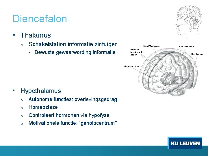 Diencefalon • Thalamus o Schakelstation informatie zintuigen • Bewuste gewaarwording informatie • Hypothalamus o