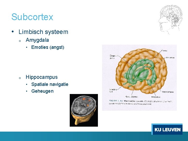 Subcortex • Limbisch systeem o Amygdala • Emoties (angst) o Hippocampus • Spatiale navigatie