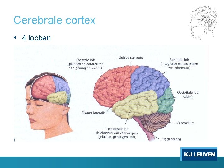 Cerebrale cortex • 4 lobben 