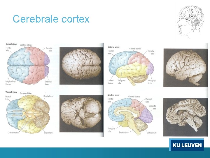 Cerebrale cortex 