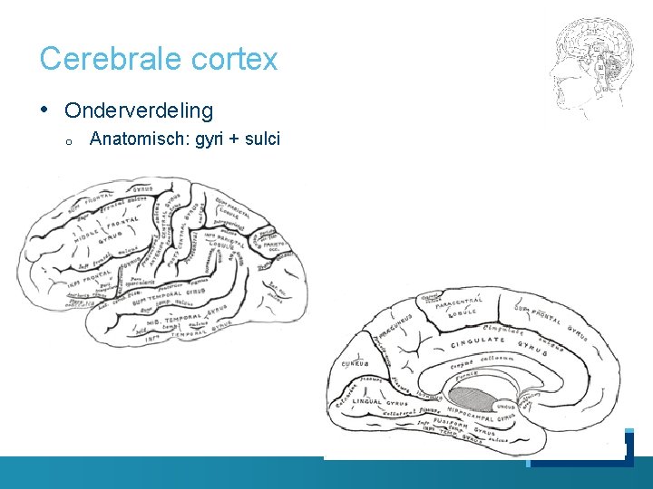 Cerebrale cortex • Onderverdeling o Anatomisch: gyri + sulci 