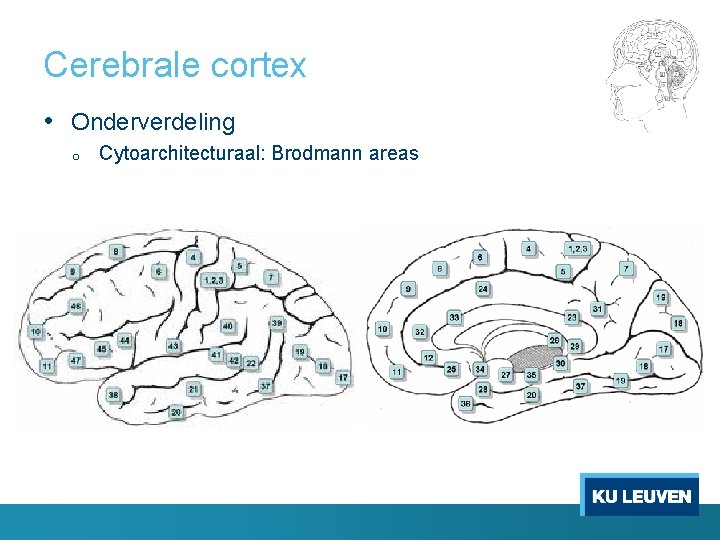 Cerebrale cortex • Onderverdeling o Cytoarchitecturaal: Brodmann areas 