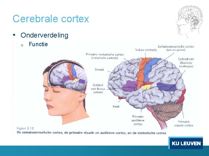 Cerebrale cortex • Onderverdeling o Functie 