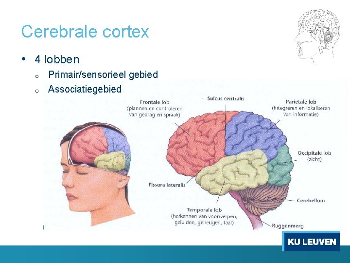 Cerebrale cortex • 4 lobben o o Primair/sensorieel gebied Associatiegebied 