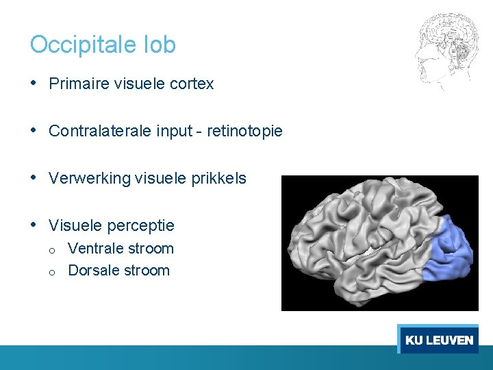 Occipitale lob • Primaire visuele cortex • Contralaterale input - retinotopie • Verwerking visuele
