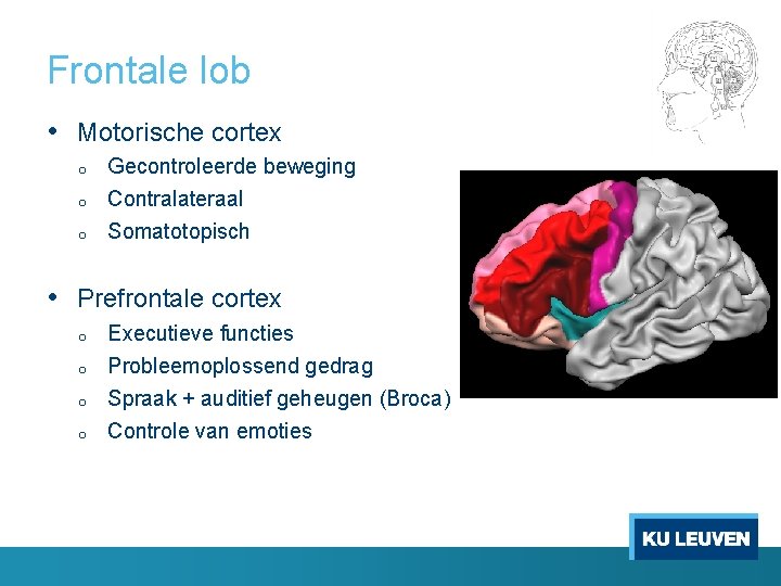 Frontale lob • Motorische cortex o o o Gecontroleerde beweging Contralateraal Somatotopisch • Prefrontale