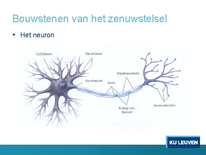 Bouwstenen van het zenuwstelsel • Het neuron 