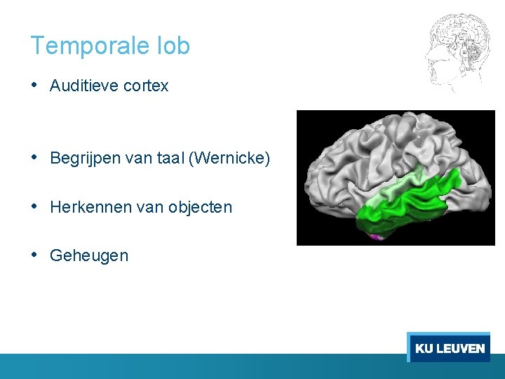 Temporale lob • Auditieve cortex • Begrijpen van taal (Wernicke) • Herkennen van objecten
