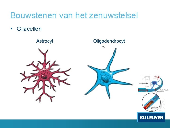 Bouwstenen van het zenuwstelsel • Gliacellen Astrocyt Oligodendrocyt 