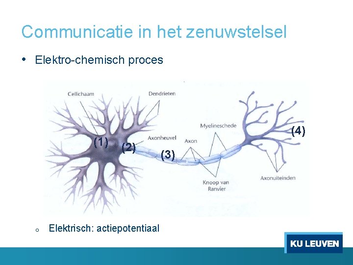Communicatie in het zenuwstelsel • Elektro-chemisch proces (1) o (4) (2) Elektrisch: actiepotentiaal (3)