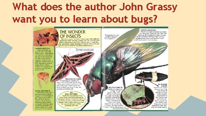 What does the author John Grassy want you to learn about bugs? 