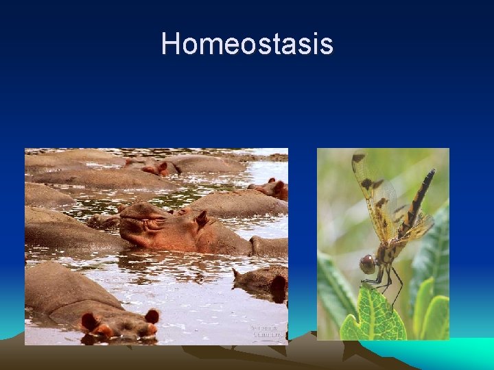 Homeostasis 