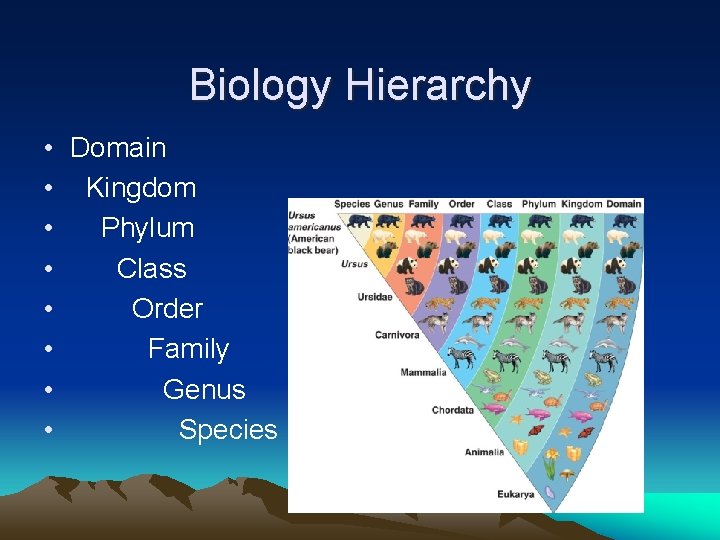Biology Hierarchy • Domain • Kingdom • Phylum • Class • Order • Family