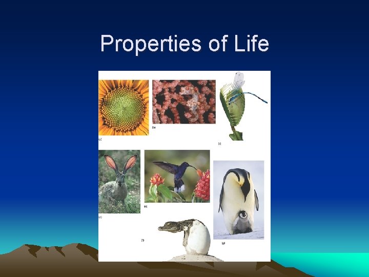 Properties of Life 