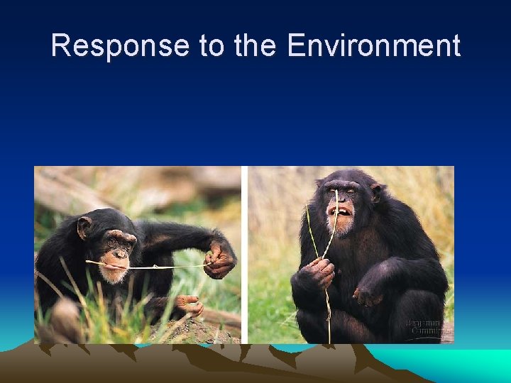 Response to the Environment 