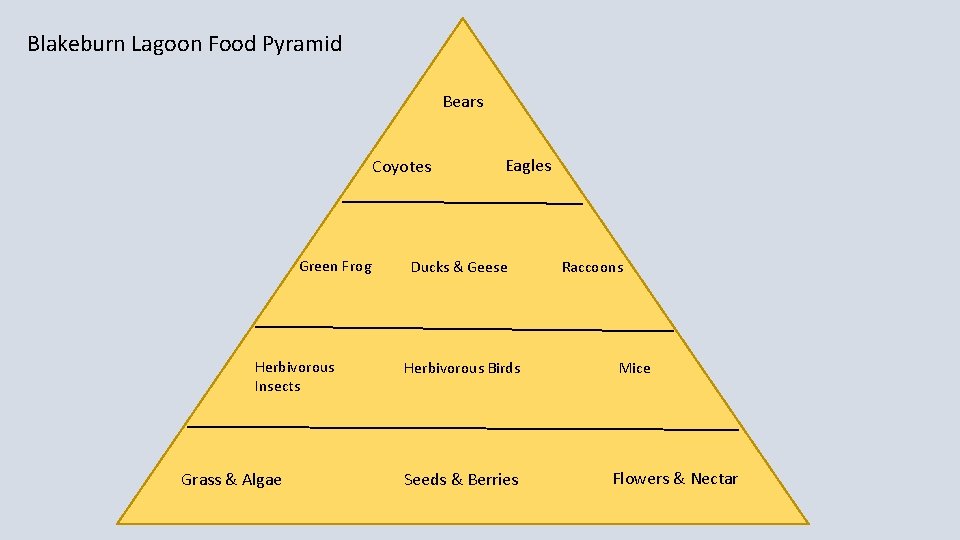 Blakeburn Lagoon Food Pyramid Bears Coyotes Green Frog Herbivorous Insects Grass & Algae Eagles