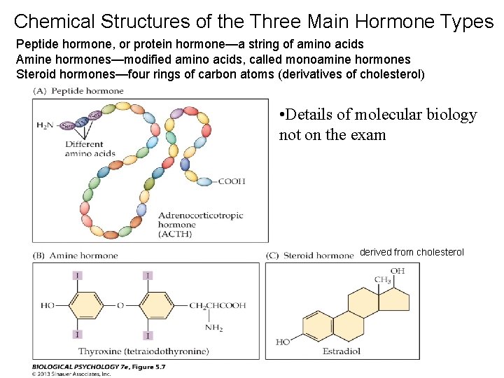 Chemical Structures of the Three Main Hormone Types Peptide hormone, or protein hormone—a string