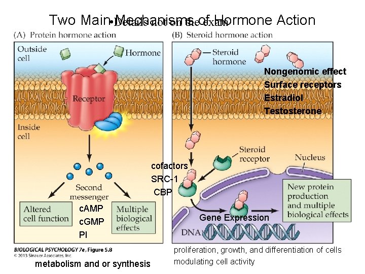 Two Main • Details Mechanisms Hormone Action not on theof exam Nongenomic effect Surface