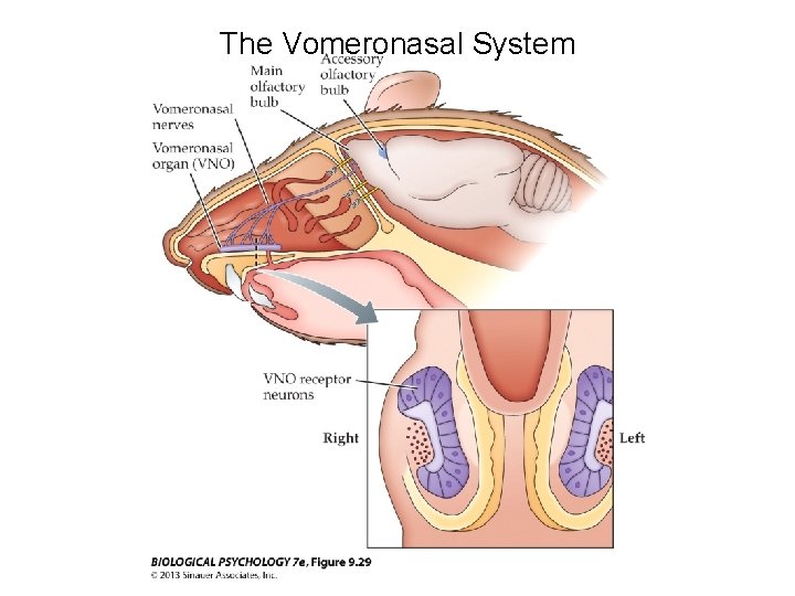The Vomeronasal System 