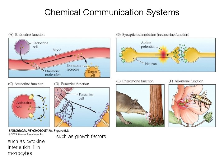 Chemical Communication Systems such as cytokine interleukin-1 in monocytes such as growth factors 