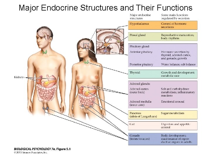 Major Endocrine Structures and Their Functions 