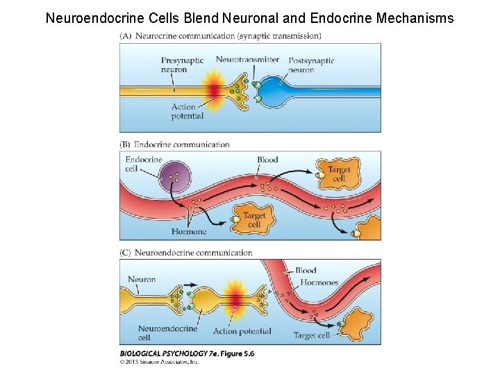 Neuroendocrine Cells Blend Neuronal and Endocrine Mechanisms 